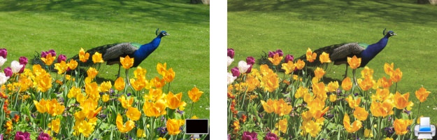 Nature 6